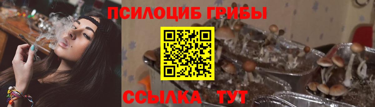 Псилоцибиновые грибы GOLDEN TEACHER  Псилоцибиновые грибы GOLDEN TEACHER  Красногорск  Вход с VPN 